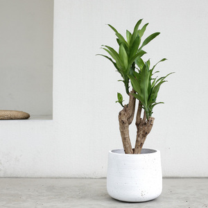 巴西木幸运木植物室内净化空气办公室除甲醛绿植大小盆栽四季好养