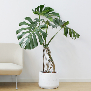 花飞行龟背竹大型盆栽植物老桩室内客厅绿植净化空气净甲醛好养