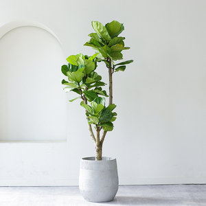 大叶琴叶榕盆栽大型