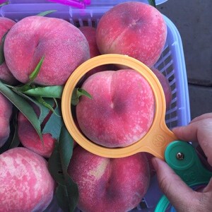 水果直径苹果工具梨子胡柚套圈测量柑橘量尺标准桃子大小规格大蒜