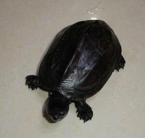 活q物塘迷你金长寿黑龟纯种中华乌龟墨线小全腹乌龟外成年龟顶草