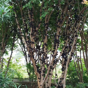 台湾嘉宝果树树葡萄果树四季早生艾斯卡大树苗果树果苗当年结果苗