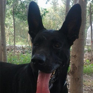 纯种黑狼犬幼犬墨界黑狼活体幼崽中华黑色军犬警犬大型狼犬黑犬