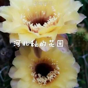 黄花黑喉 仙人球彩草席克氏 自家开花图 4公分多30河北秋的花园