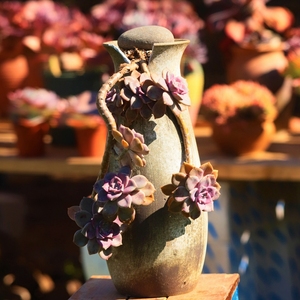 悬崖桩贵货大颗肉肉b景天多肉植物超大老桩多肉老桩云南婚纱楼顶