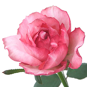 缘月 伊芙新娘 切花伊芙系列新品月季花苗多季花期长盆栽