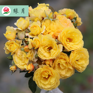 缘月 金星王 阳台月季花苗花卉绿植庭院花园盆栽多头勤花四季中苗
