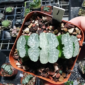 伊娜鲍尔玉扇大颗一物一拍十二卷属多肉植物带盆发货根系好品相.