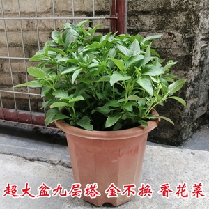 食用香料九层塔新鲜盆载香花菜金不换红骨罗勒苗厨房调味香草包.