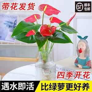 【带花发货】水培红掌室内水培土培盆栽一帆风顺四季陆续开花植物