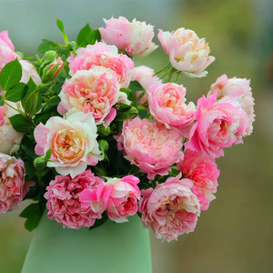 微型月季护身符花苗盆栽条纹勤花多头淡香小型玫瑰花幸福之门微月