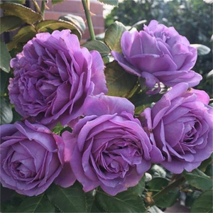微蓝月季花苗盆栽灌木欧月季有点蓝紫色多头丰花抗病大苗多季开花
