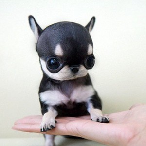 小型宠物犬 最小图片