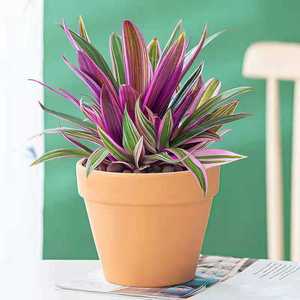紫罗兰盆栽油画吊兰花卉植物室内好养花净化空气四季常青观叶植物