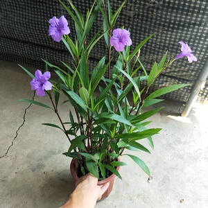 水生植物篮花草j兰花盆栽池塘水缸水养花卉翠芦莉花苗四季好养大