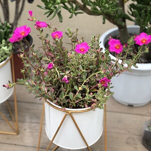 重瓣太阳花盆栽室外庭院阳台绿植花卉喜阳植物易养好活开花机器