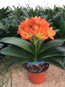 观花青岛免费送货大叶君子兰盆栽寓意好开花植物室内阳台年宵花卉