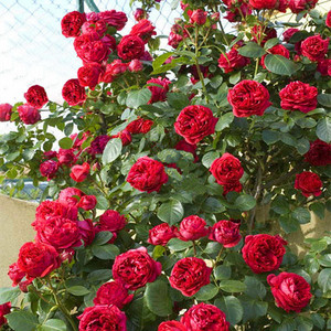 红色龙沙宝石/红龙爬藤月季花苗多季抗病浓香勤花庭院花园植物花