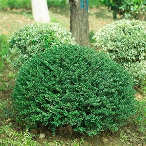 小叶冬青盆景米叶冬青龟背龟甲冬青米冬树桩盆景小苗盆栽绿化