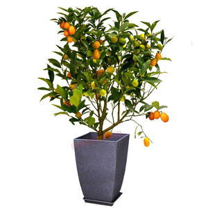 小橘子树盆栽客厅