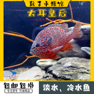 大耳皇后太阳鱼美洲慈鲷鱼热带观赏鱼活体蓝面嫦娥鱼鲷鱼大型风水