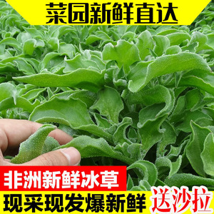 冰草新鲜蔬菜食用冰菜5斤包邮即食生吃蔬菜沙拉食材水晶冰菜新鲜