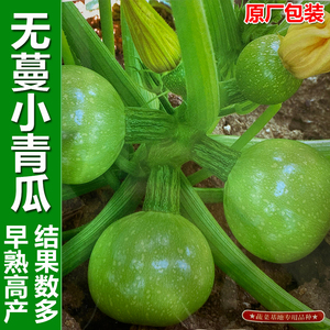 贵州无蔓小青瓜种子高产短藤小南瓜西胡芦种籽春夏播四季蔬莱种孑