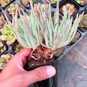 奴婢吉娜雪奴爱杜丽丝老桩群生仙女杯系列好养白菊初霜绿体实生苗