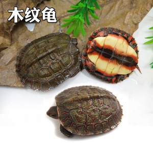 乌龟活体洪都拉斯木纹龟观赏龟油彩木纹宠物龟吃菜水果半水龟包邮