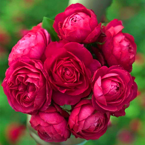 乔治一世国王月季