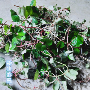 新鲜庭院金大叶钱草过路黄镜面草神仙对坐草翠屏草盆栽溶石草现货