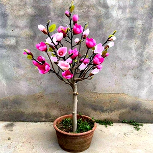 5012人付款淘宝【带花苞】矮化玉兰花树苗花苗盆栽室内外庭院花卉紫