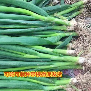 【现挖】山东安丘新鲜小葱青葱蘸酱菜可吃可种多省包邮