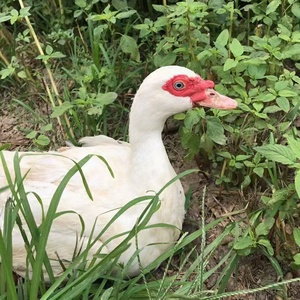 正宗阳新豚农家散养新鲜湖北特产土豚屯鸟非杂交老鸭肉整只番鸭