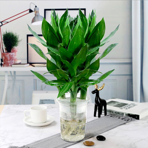 2222c水培观音竹子g办公桌面好养小盆栽植物花卉绿植发财竹招财a.