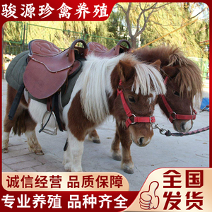 矮马活马迷你小马驹真马匹小型儿童骑乘马活体宠物马养殖技术资料