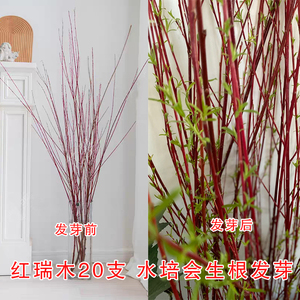 简约风红瑞木泡水遇水发芽阳台插花装饰趣味植物绿植水养鲜切枝条