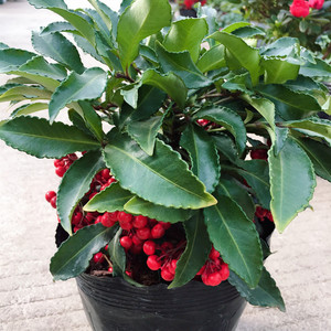 富贵子金玉满堂盆栽带果花卉植物花室内黄金万两办公好养招财绿植