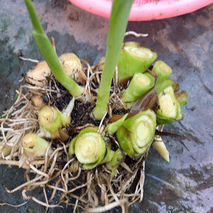 美人蕉根块-淘宝拼多多热销美人蕉根块货源拿货 - 阿里巴巴货源