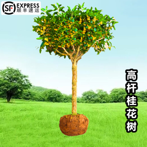 桂花树桩树苗盆栽阳台庭院地栽常青多季浓香植物金桂丹桂老桩盆景