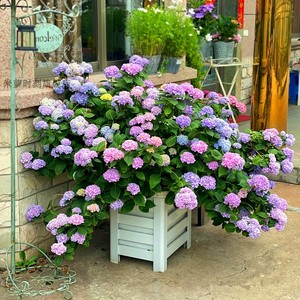 绣球花苗盆栽带花老桩