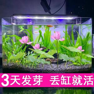 水培碗莲种籽子四季荷花睡莲水养植物室内缸养盆栽铜钱草草籽种孑