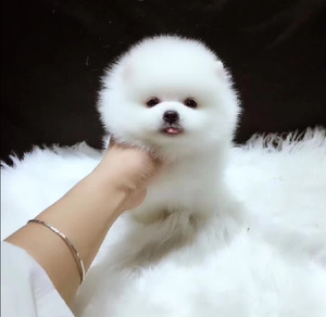 可爱长不大博美幼犬 茶杯杯子小型犬宠物小狗狗活体博美犬袖珍