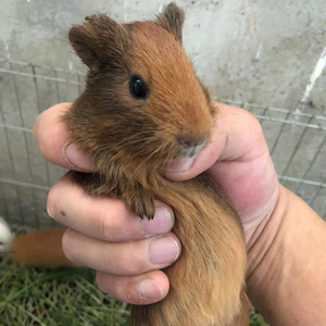 荷兰猪活体天竺鼠活物河南猪宠物豚鼠豚鼠活物荷兰兔纯种已打疫苗