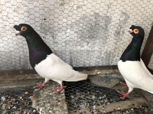 精品两头乌鸽子活体两头红成年种鸽青年观赏鸽幼鸽两头黑一对包活