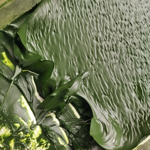 小球藻饵料 小球藻泥 小球藻膏 轮虫饵料 扇贝饵料 微藻饵料