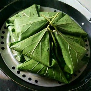 新款重庆野生21年新鲜桐子叶包粑粑现摘树叶50张油桐叶包材桐子果