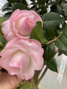 新款康寿桃美琳达茶花少有新品种山茶精品绿植花卉盆栽阳台植山茶