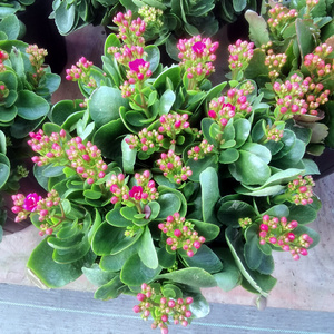 凤尾宫灯长寿花盆栽重瓣大花室内植物新品种进口小苗巴黎系列老.