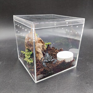 亚洲宠物蝎子雨林蝎公母繁殖组爬宠异宠黑蝎子温顺亚克力饲养套.